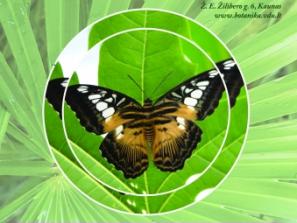 Atogrąžų drugeliai Kauno botanikos sode