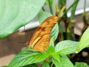 Į Botanikos sodą – gėrėtis įvairiaspalviais atogrąžų drugiais