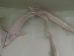 ŽUVININKYSTĖS CENTRAS – IR STUDENTAMS, IR VERSLININKAMS