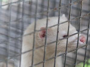 „ŠVELNUS“, BET SUDĖTINGAS VERSLAS