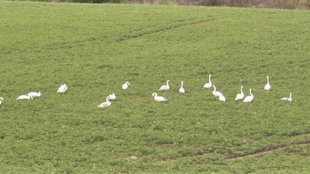 Gulbės – ir grožis, ir siaubas 