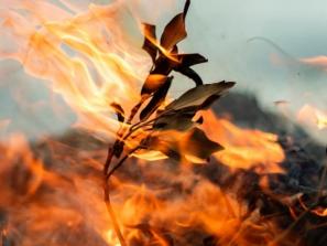 Miškininkai perspėja – ugnis iš pievų netrunka persimesti į miškus 