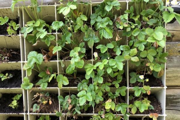 Vertikalioji žemdirbystė: nuo vasaros nuotykio iki stabilių pajamų 