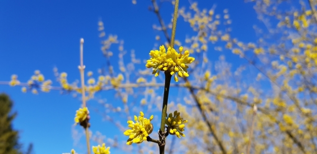 Bunda itin vertingus vaisius vedantys augalai